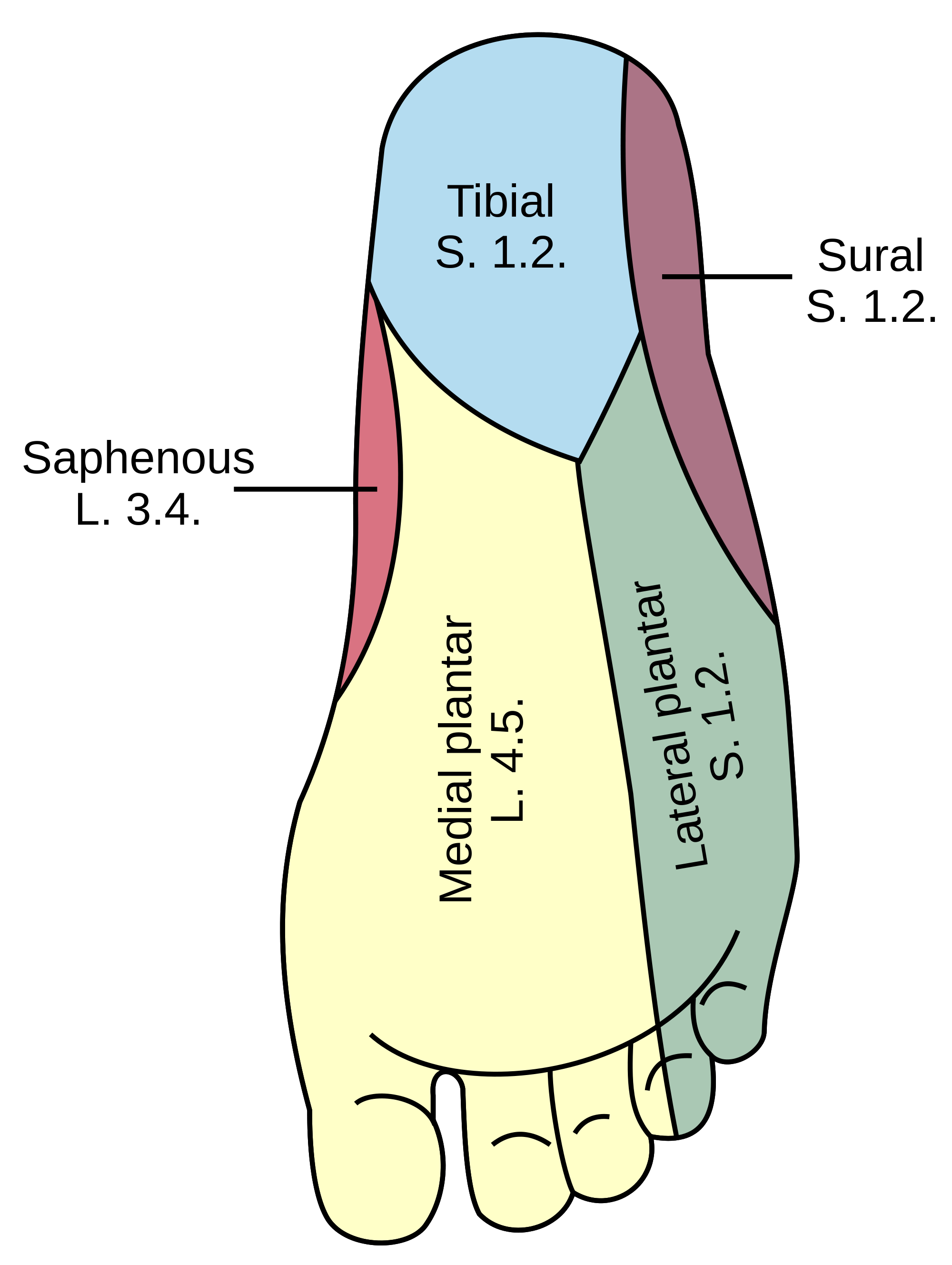 Posterior Tibial Nerve Block Zuckerem Northwell